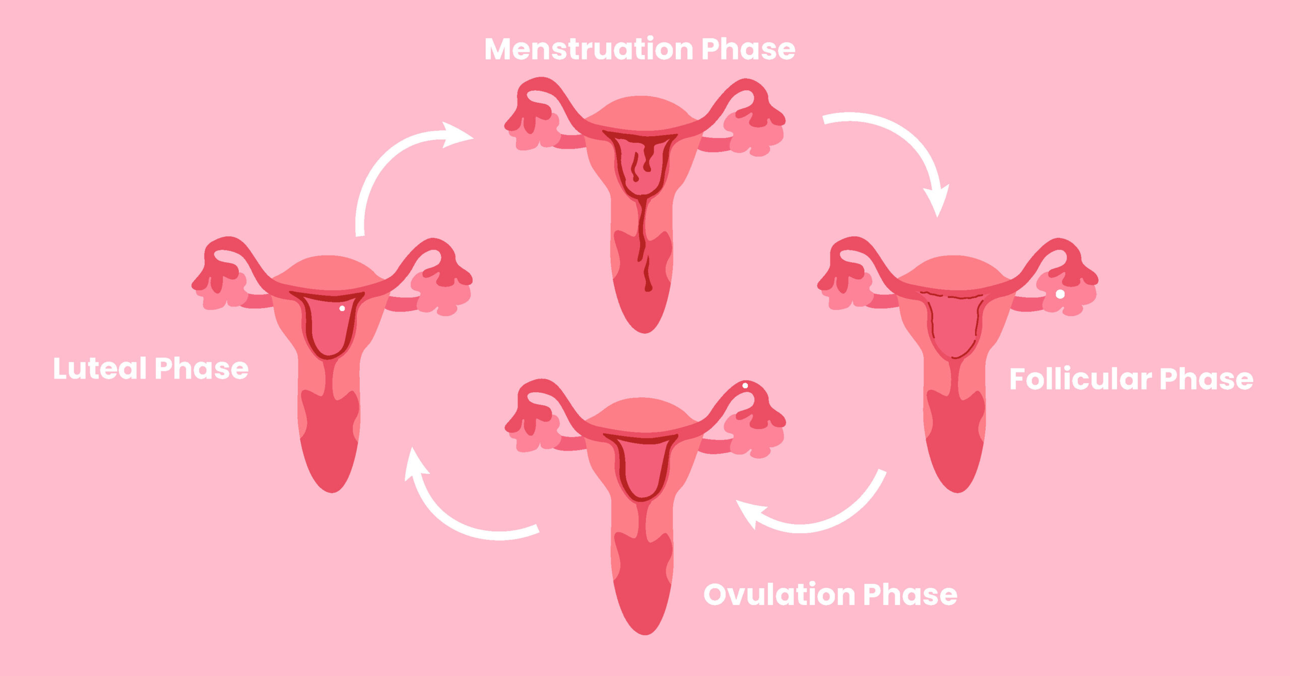 Cycle Syncing: How to "Hack" Your Lifestyle Based on Hormones